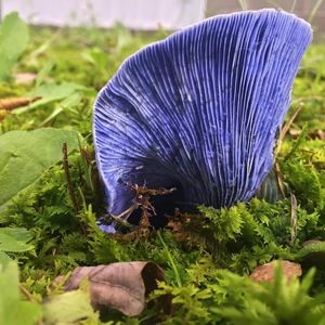 Meet your Posher, Wendy wissler